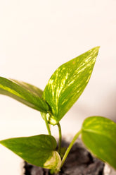 Epipremnum pinnatum yellow variegata